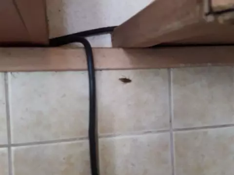 Под прицелом рыжие усачи!